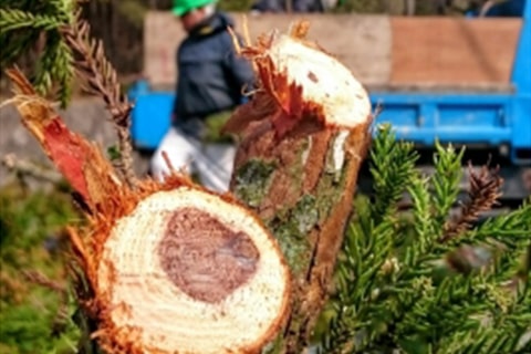 庭手入れ・植木伐採・剪定